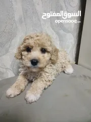  10 Toy Poodle Puppies