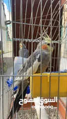  2 طيور الكوكتيل