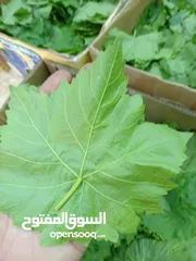  1 ورق عنب  دوالي بلدي وامريكي