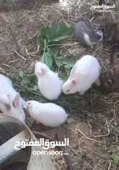  19 ارانب فرنسيه اعمار مختلفه عمرشهر 3دنانير