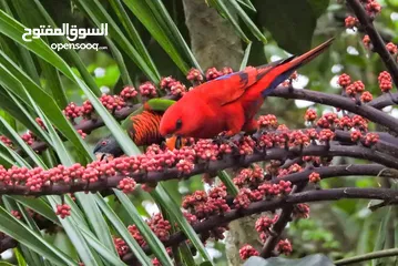  5 ببغاء شوف الوصف