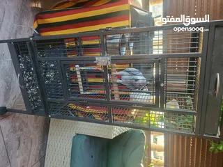  5 ببغاء كاسكو أليف متكلم بطلاقة