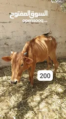  10 للبيع أبقار عمانية وجاعدة وكبش