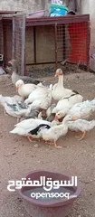  5 موجود وز وبط قطعه وحده