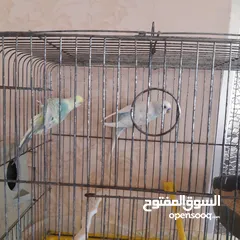  4 طيور حب للبيع سعر الجوز 15دينار مع قفص والمعالفه وبياضاه . طيور حب انجليزي