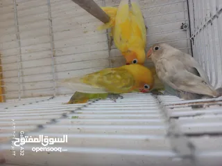  7 مخاليف فيشر اقرأ الوصف
