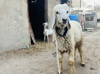  3 طلي ورجين فحل كريشي يوزن تقريباً 20 صافي