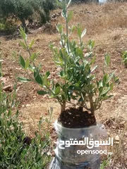  2 كافة الخدمات والأعمال الزراعية