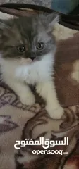  3 قطط همالايا صغار للبيع