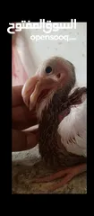  2 مخاليف وفراخ متاح