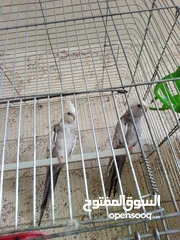  5 طيور كوكتيل لاتينو وازبيل تحتهم فراخ وجوز كوكتيل حبشي جاهزات عمرهم سنه ونصف بدون قفص