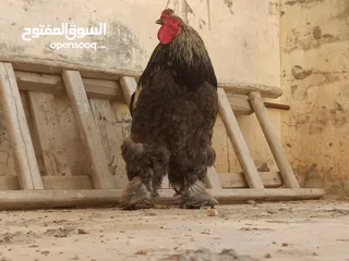  1 فروج براهما الله يبارك