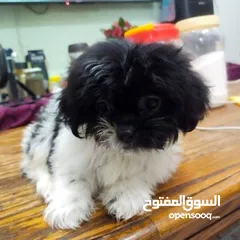  1 Poodle shih Tzu 2 months age