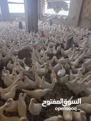  2 دجاج فراخ بياض للبيع 105يوم
