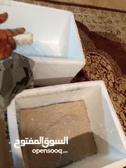  3 شكلت شعري 1000ميدر طلع بيهم طلعه وحده البحر.. للبيع