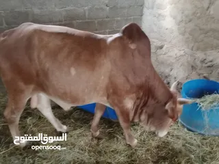  1 ثيران للبيع