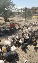  7 بسم الله ما شاء الله تبارك الله  متاح للبيع  جاج بلدي  حبش  وز  بط  فرعوني   الموقع الكرك ادر