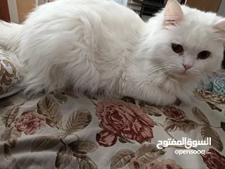  3 ذكر شيرازي معقم مع اغراضه و أكله