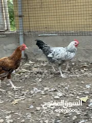  10 ديكه فرنسيه