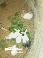  5 أرانب بلدي