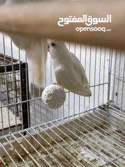  3 albino lovebirds