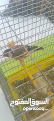  8 حسون ماشاءالله