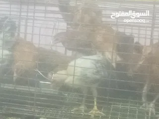  1 فراخ بلدي بط مس كوفي رومي بلدي فراخ بيور فراخ فيومي