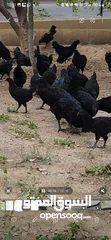 3 Gulf Cemani Chicken Farm