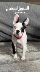  2 انثى فرنش بولدوج French bulldog