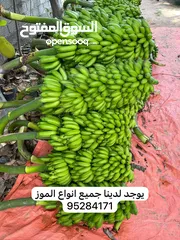  21 شتلات وجذور الموز