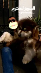  26 Pomeranian   Samoyed    Giant Malamute