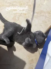  9 قط Scottish Fold للبيع بسعر مميز