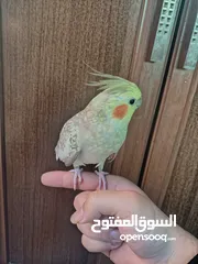  12 جوز كوكتيل منتج للبيع بسعر مغري