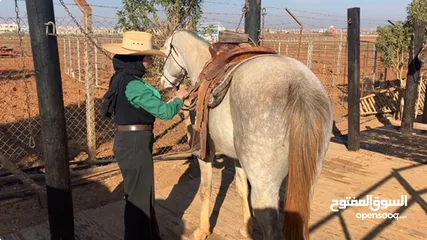  6 Nice and Calm to Ride Registered Arabian Stallion