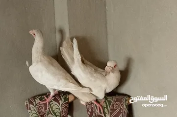  3 حمام بغدادي وحمام الانجليزي الكاري. ويوجد.هزاز الاصلي النادر