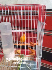  6 طيور كنار للبيع