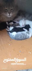  6 قطط شيرازي للبيع