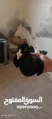  3 جوز مسويد للبيع