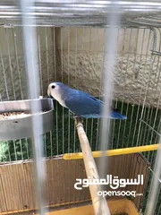  2 عصفور روز ازرق ذكر للبيع