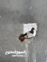  20 طيور حمام للبيع كوم لا يوجد قطع 34 صحة ونضافة وطيران موجودات بالجبل الابيض الله يبارك لصاحب النصيب..