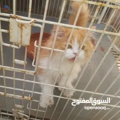  1 قطط شيرازية أليفة