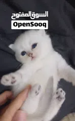  7 Pure Scottish/ بيور سكوتش