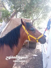  3 مهره طيبه للبيع في السلط