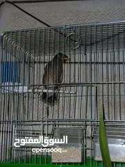  1 طائر المينا
