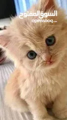  6 بسة للبيع بسعر مغري سكوتش قولد عمرها من 13 له 14 شهر للي معني يتواصل معي