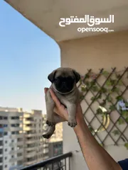  19 جراوي بج، pug puppies