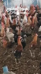  7 دجاج  عماني