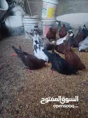  3 طيور حمام للبيع