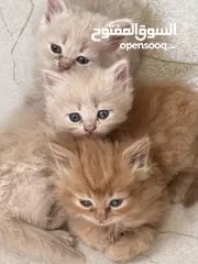 2 قطط للبيع شيرازيات