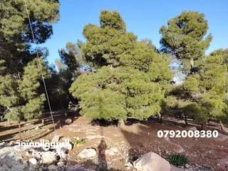 21 فرصه للشراء ارض مشجره جاهزه داخل التنظيم ومخدومه شارع معبد خدمات كامله ومطله